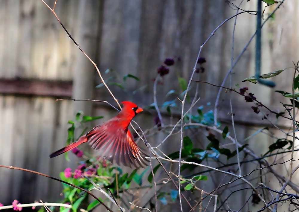 Red Bird 03.jpg