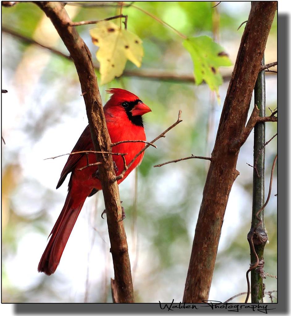 Red Bird 06.jpg