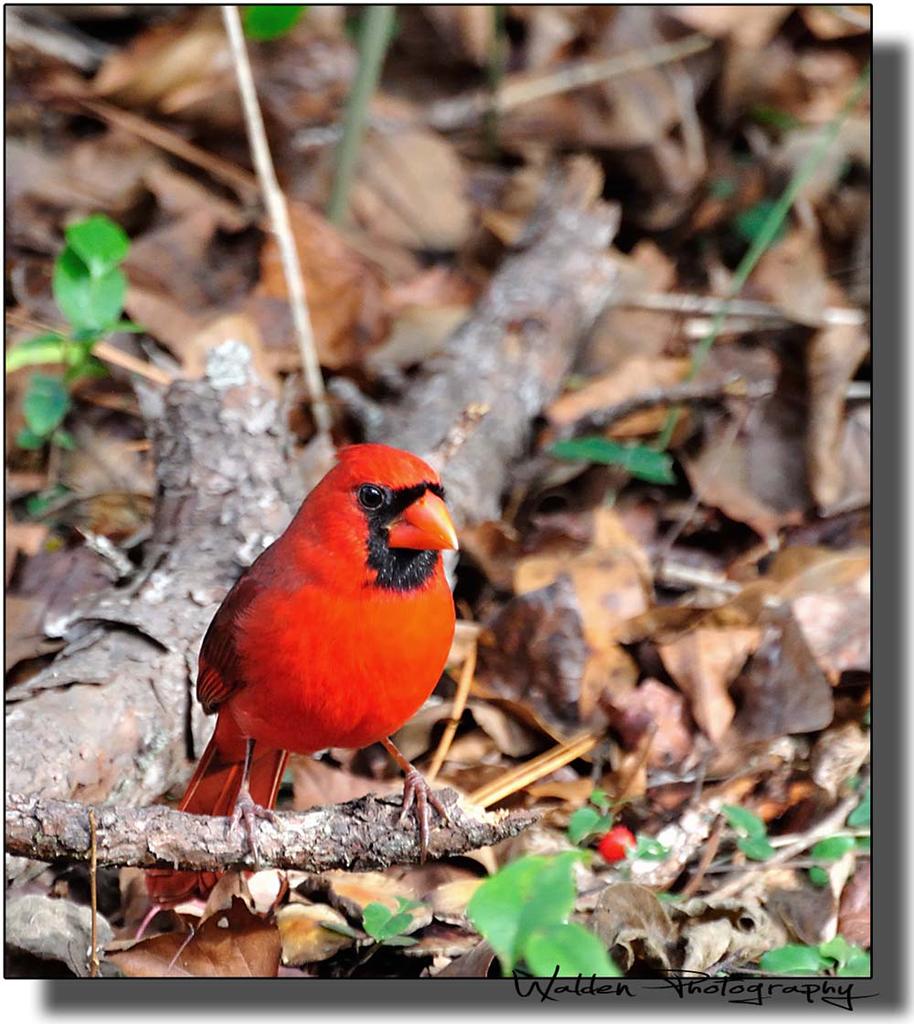 Red Bird 08.jpg