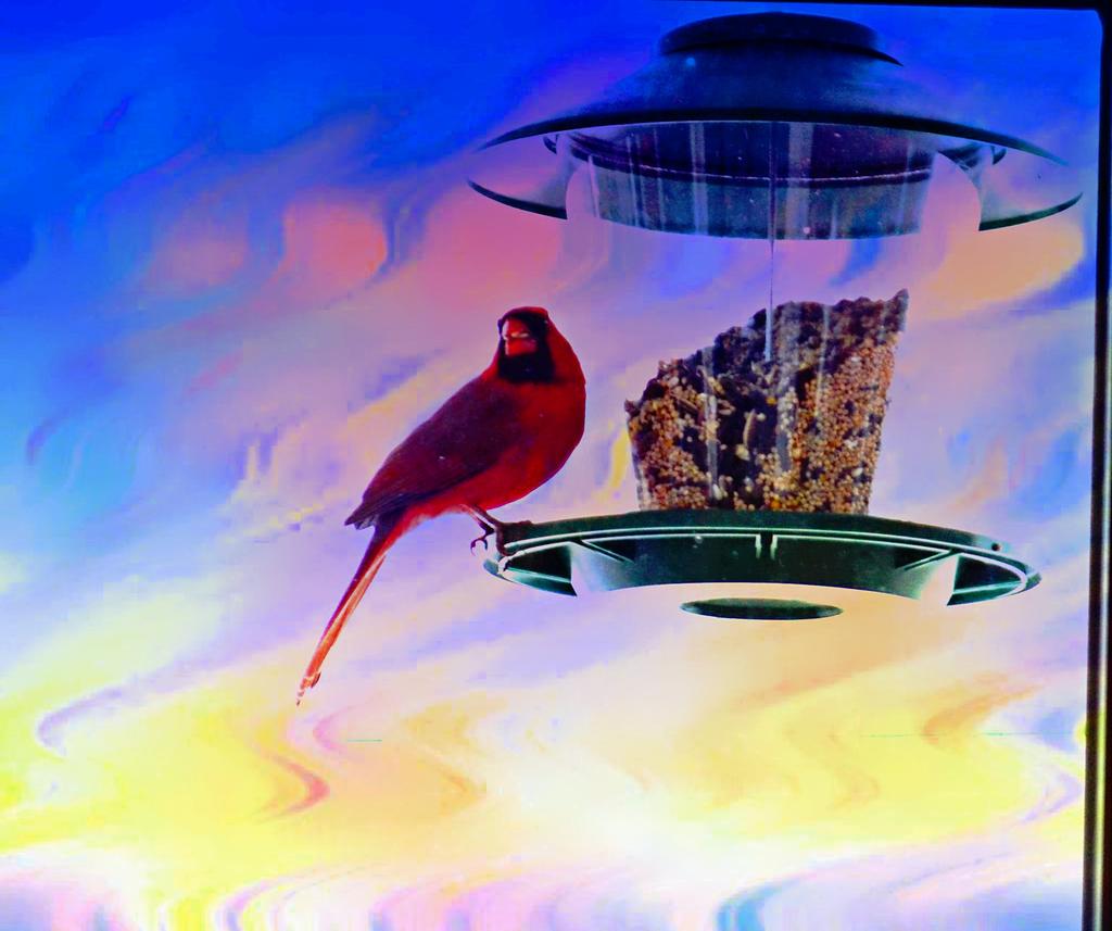 red bird_pe.jpg
