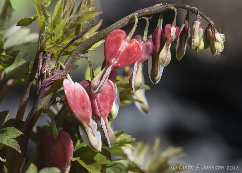 Red Bleeding Heart.jpg