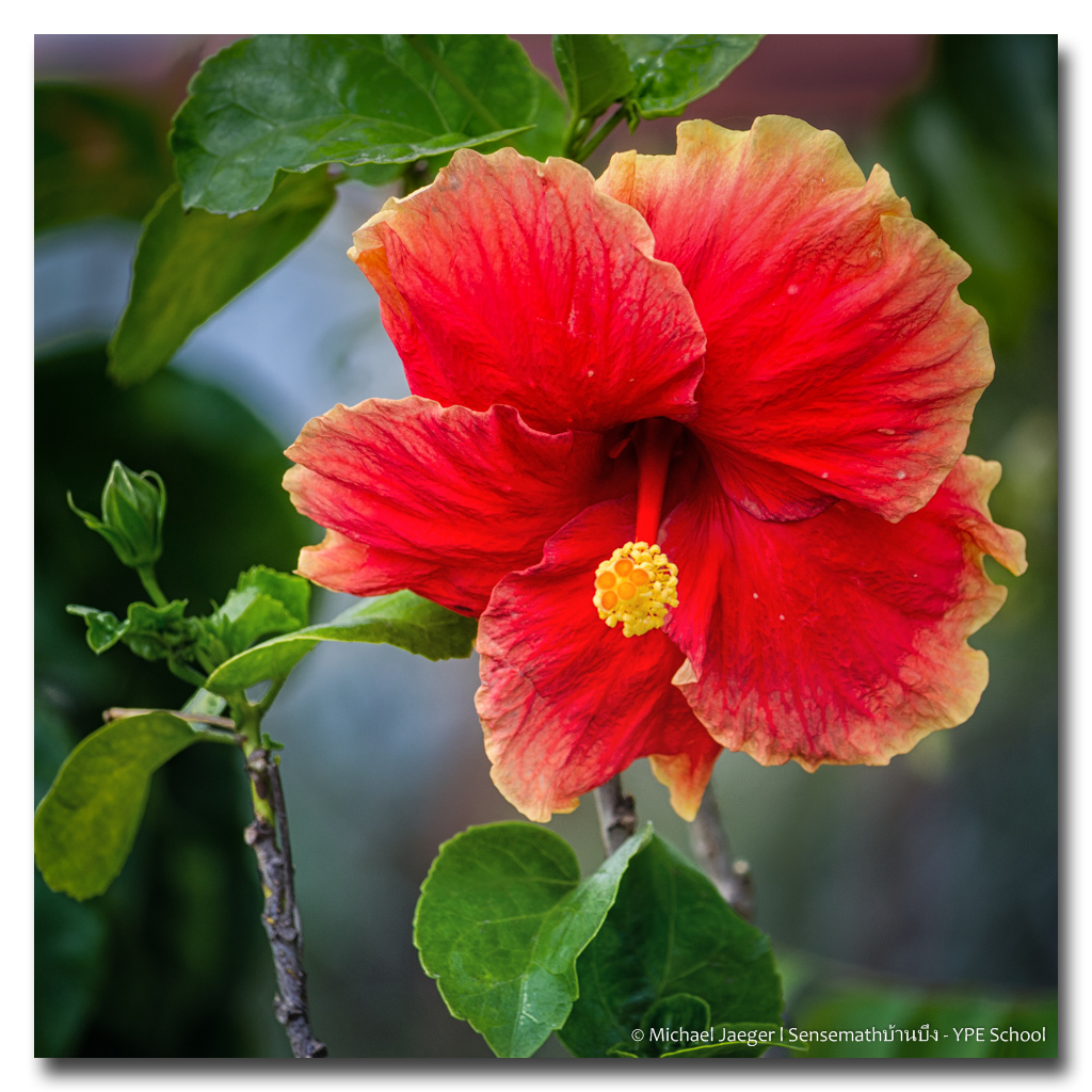 red-blossom-ype.jpg