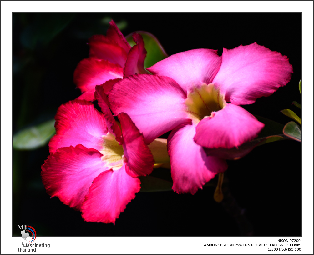 red-blossoms-in-the-wind-1.jpg