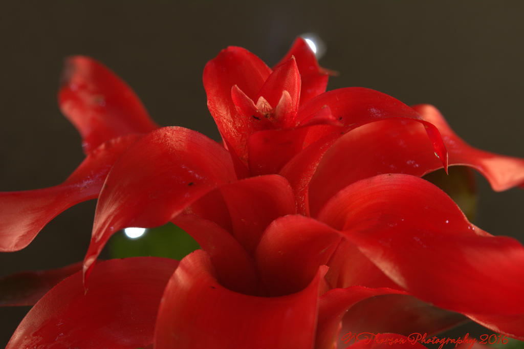 Red Bromeliad #2 11-27-2016.jpg