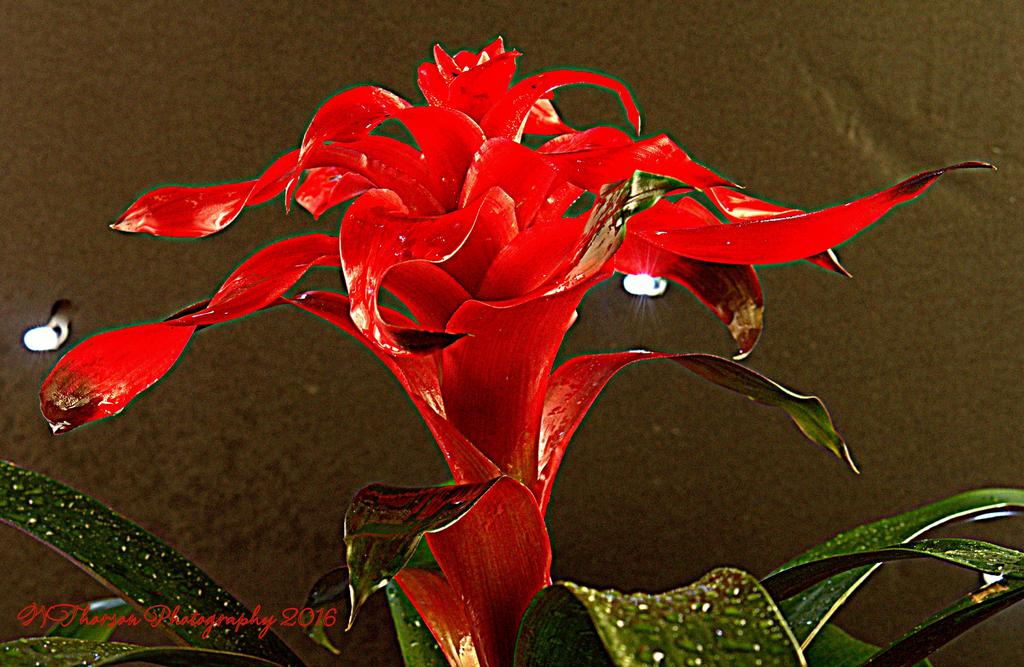 Red Bromeliad #3 11-27-2016.jpg