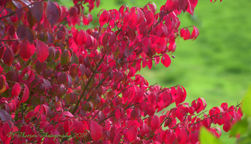 Red Bush 10-3-2016.jpg