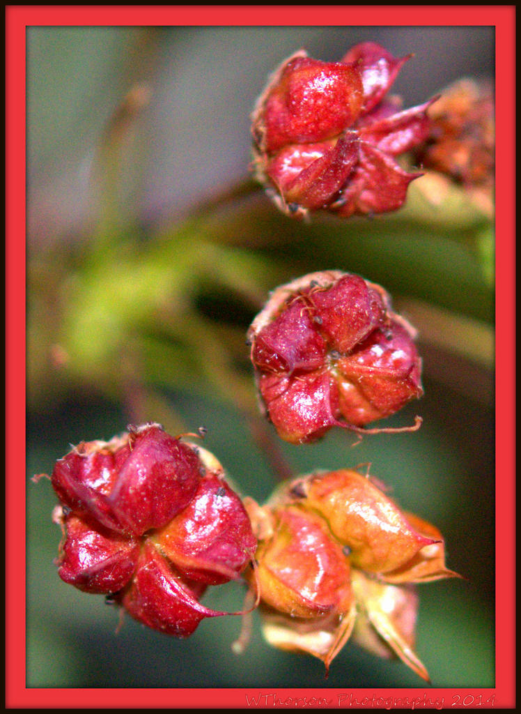 Red Bush Flowers.jpg