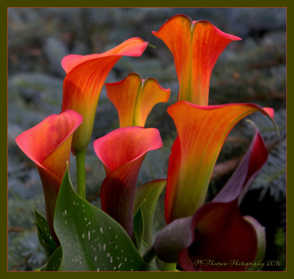 Red Calla Lilies 6-9-2016.jpg