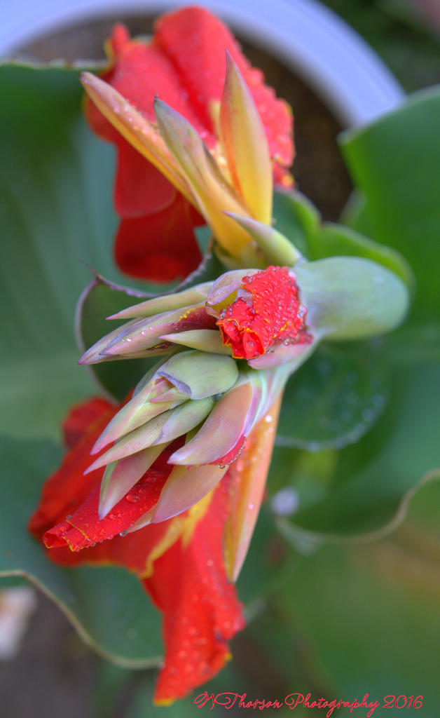 Red Canna #1  8-16-2016.jpg