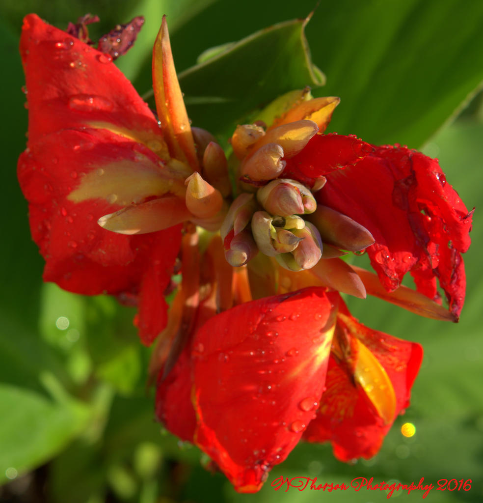 Red Canna #1  8-8-2016.jpg
