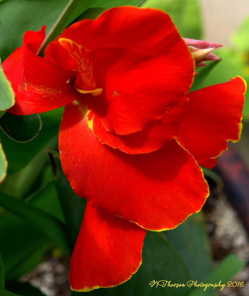Red Canna #2  6 8-6-2016.jpg