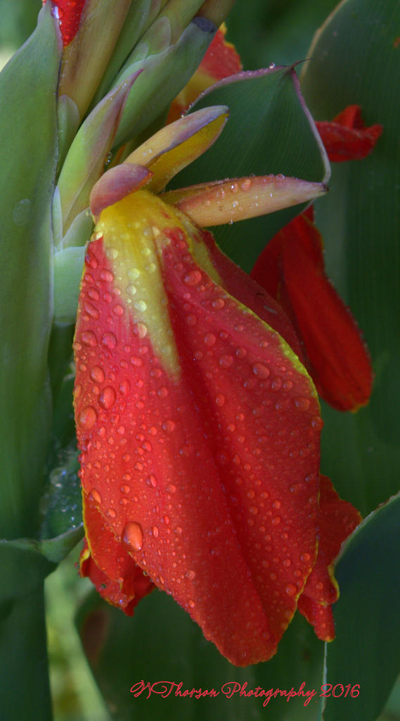 Red Canna #2  8-16-2016.jpg