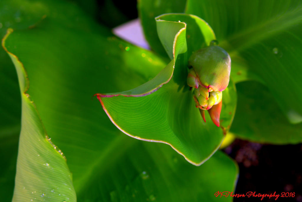 Red Canna #2  8-8-2016.jpg