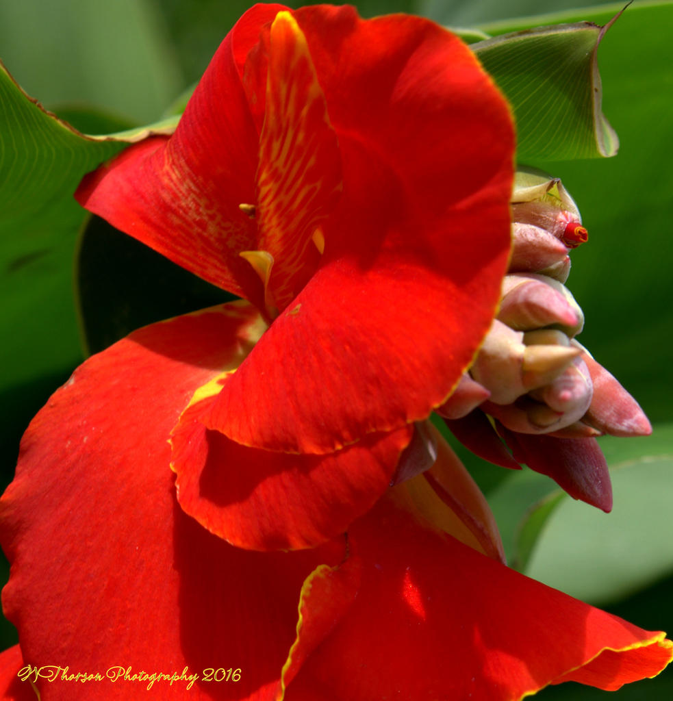 Red Canna  8-6-2016.jpg