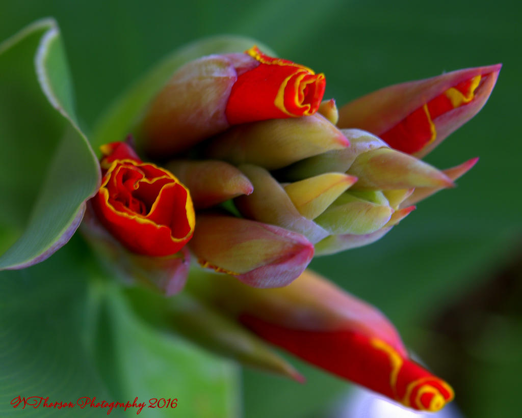 Red Canna Buds 8-10-2016.jpg