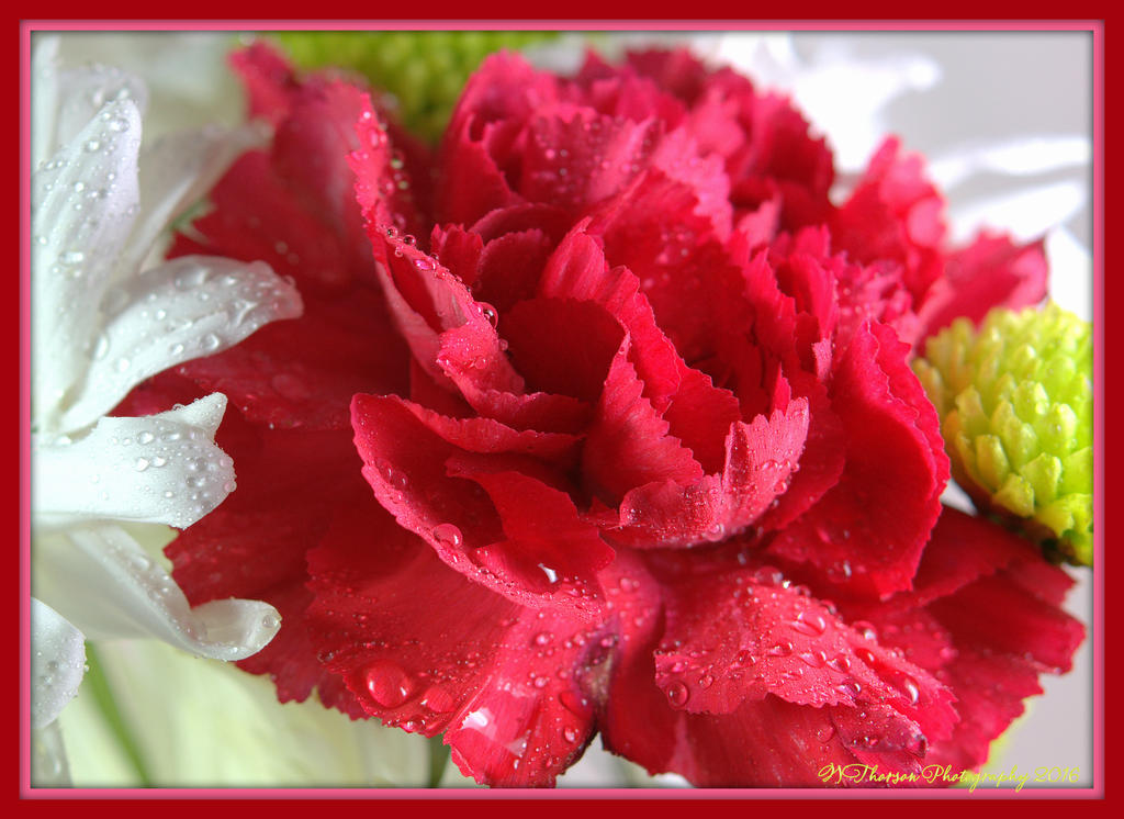 Red Carnation 1-4-2016.jpg