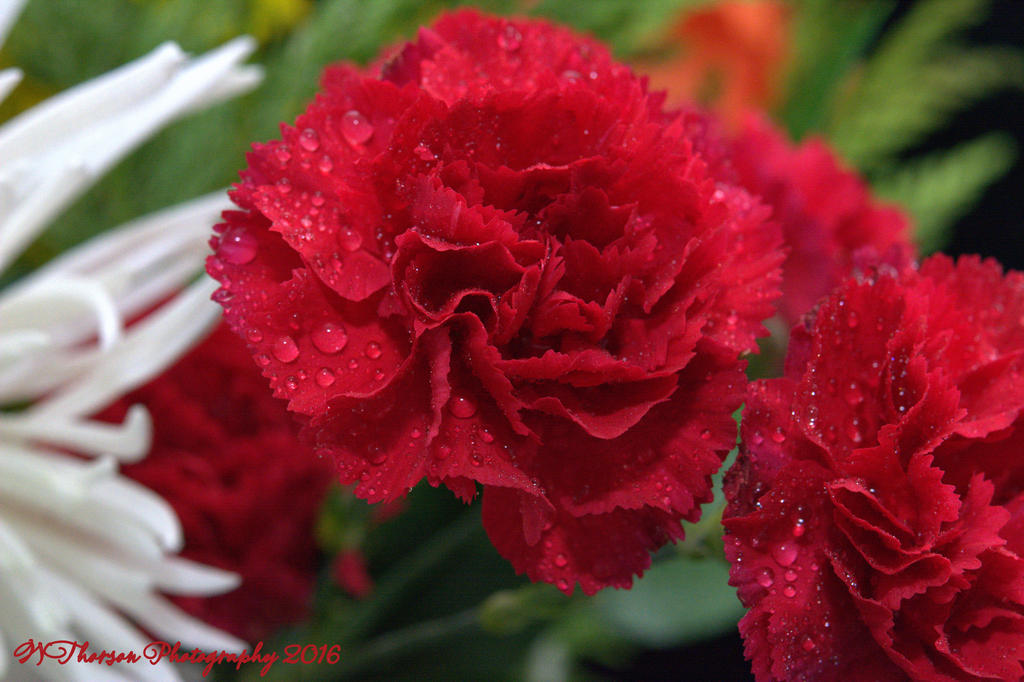 Red Carnation 12-17-2016.jpg