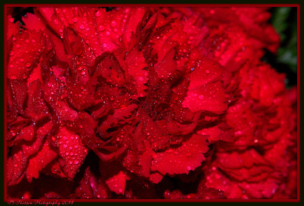Red Carnation Close Up 2.jpg