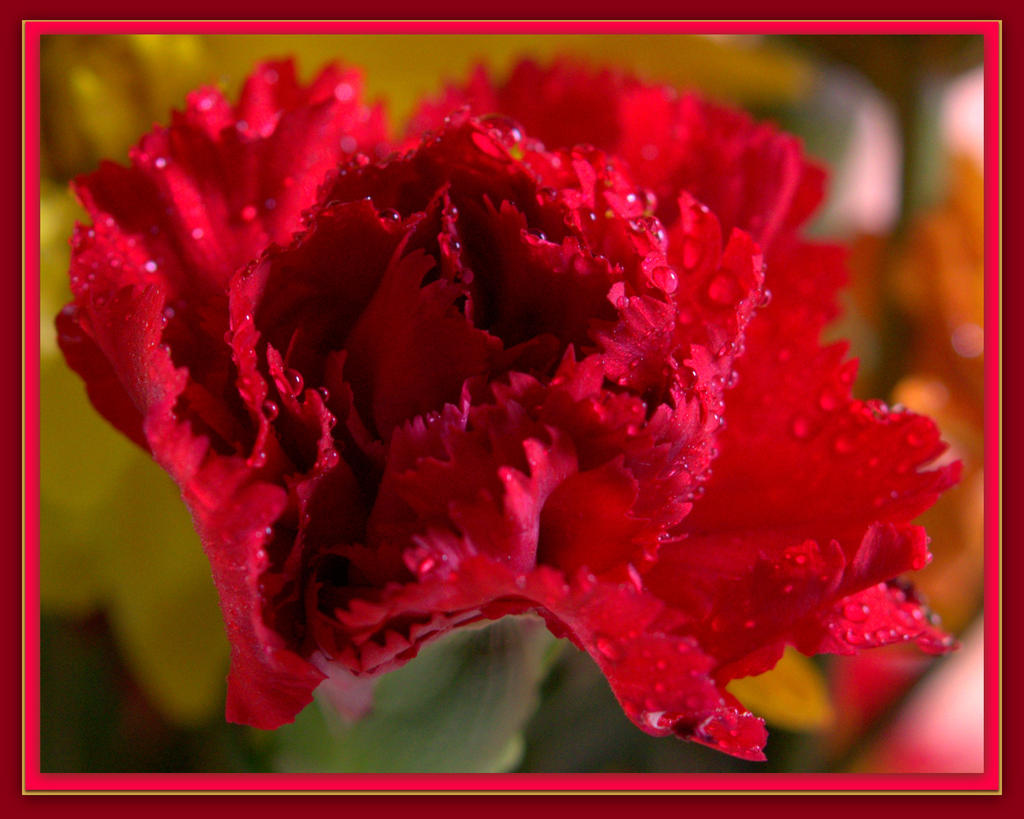 Red Carnation.jpg