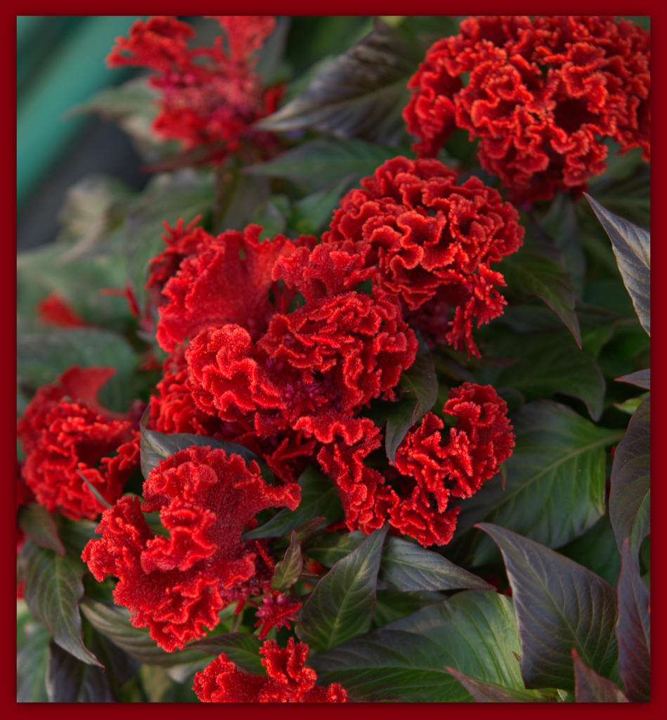 Red Cocks Comb Flowers 2.jpg