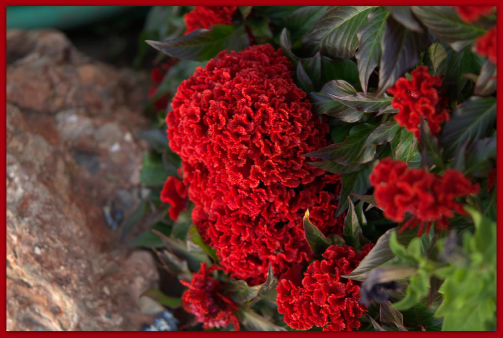 Red Cocks Comb Flowers.jpg