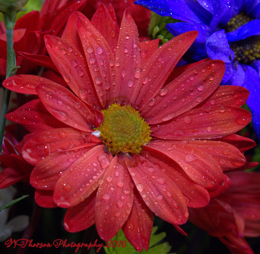 Red Daisy 12-17-2016.jpg