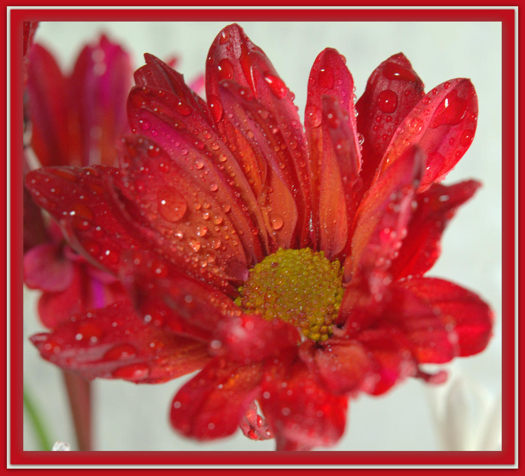 Red Daisy.jpg