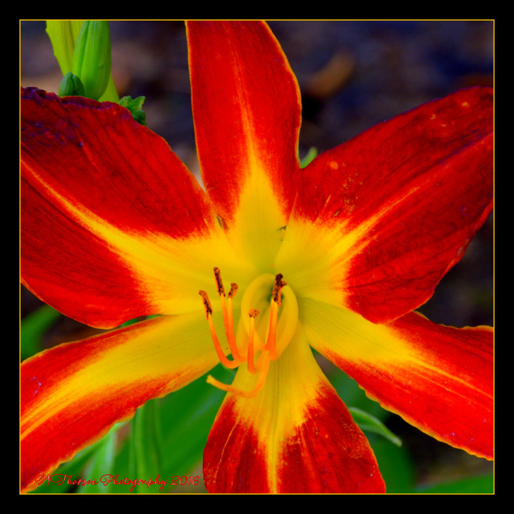 Red Day Lily 6-7-2016.jpg