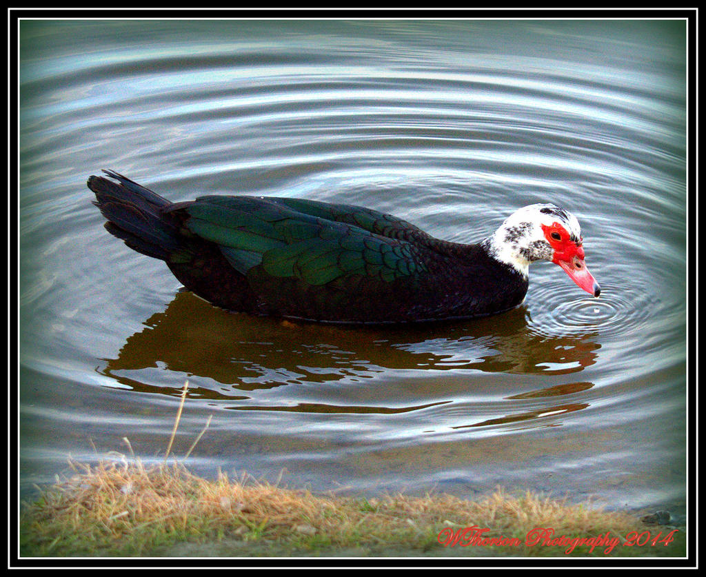 Red Faced Duck.jpg
