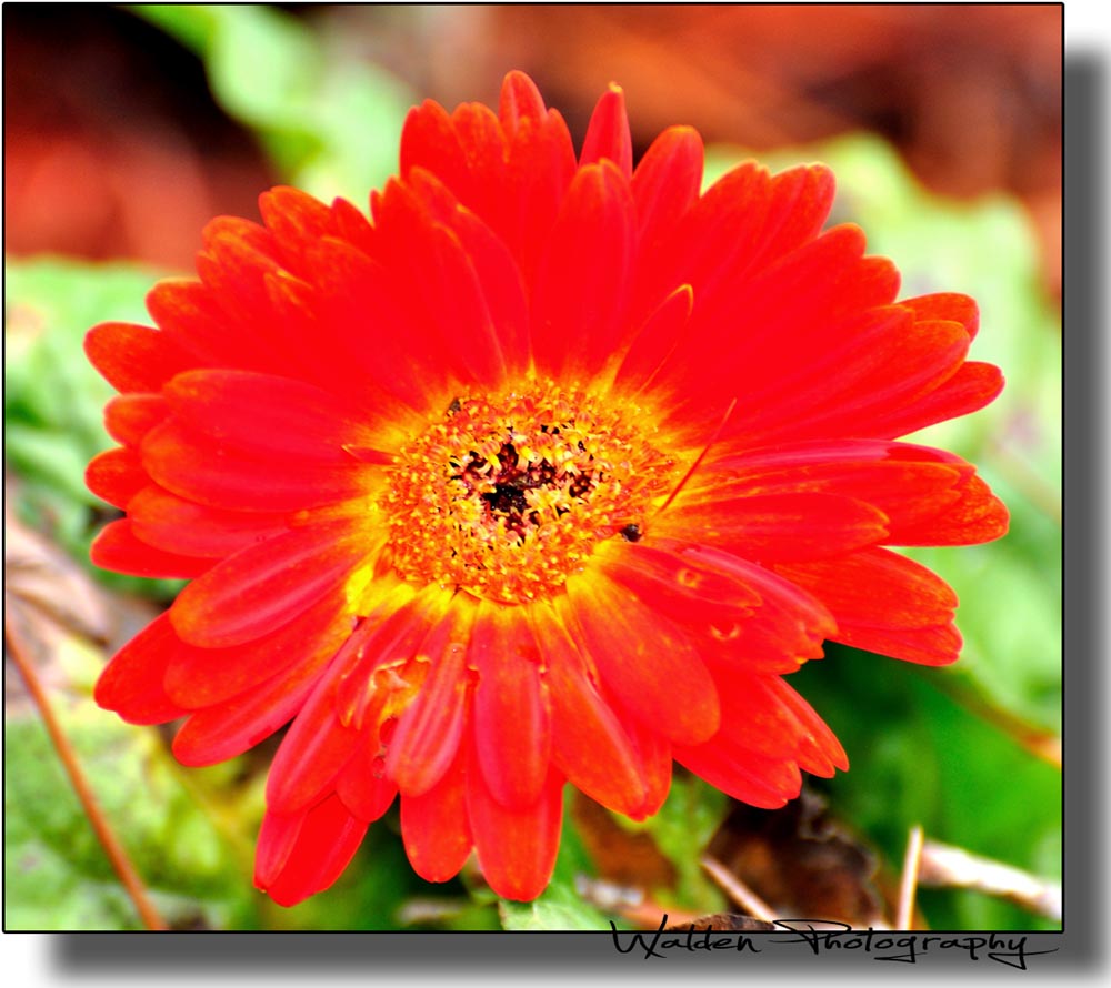 Red Flower 01.jpg