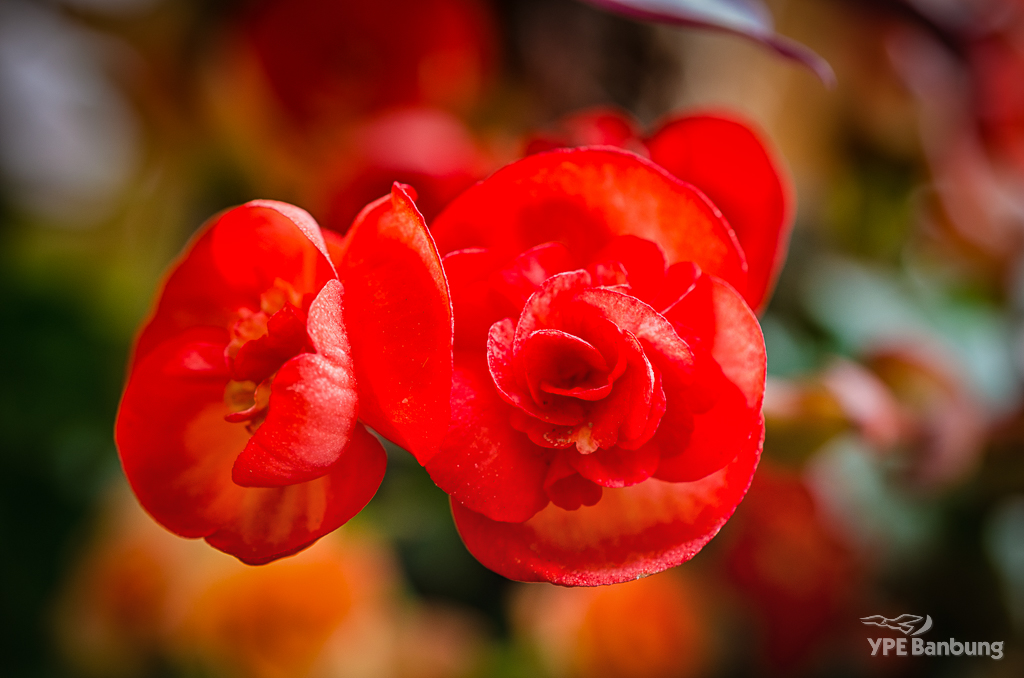 red-flower-1.jpg