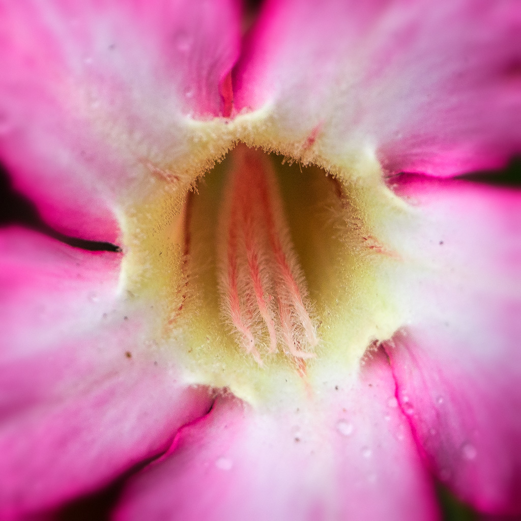 red-flower-close-up.jpg