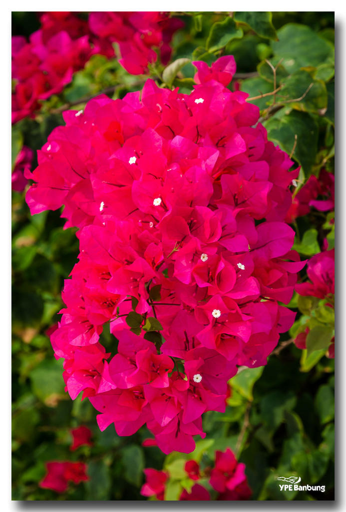 red-flower-hua-hin.jpg