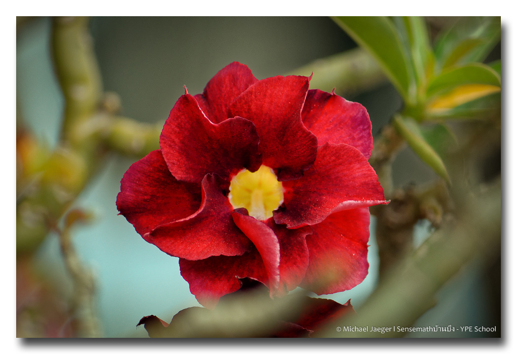 red-flower.jpg