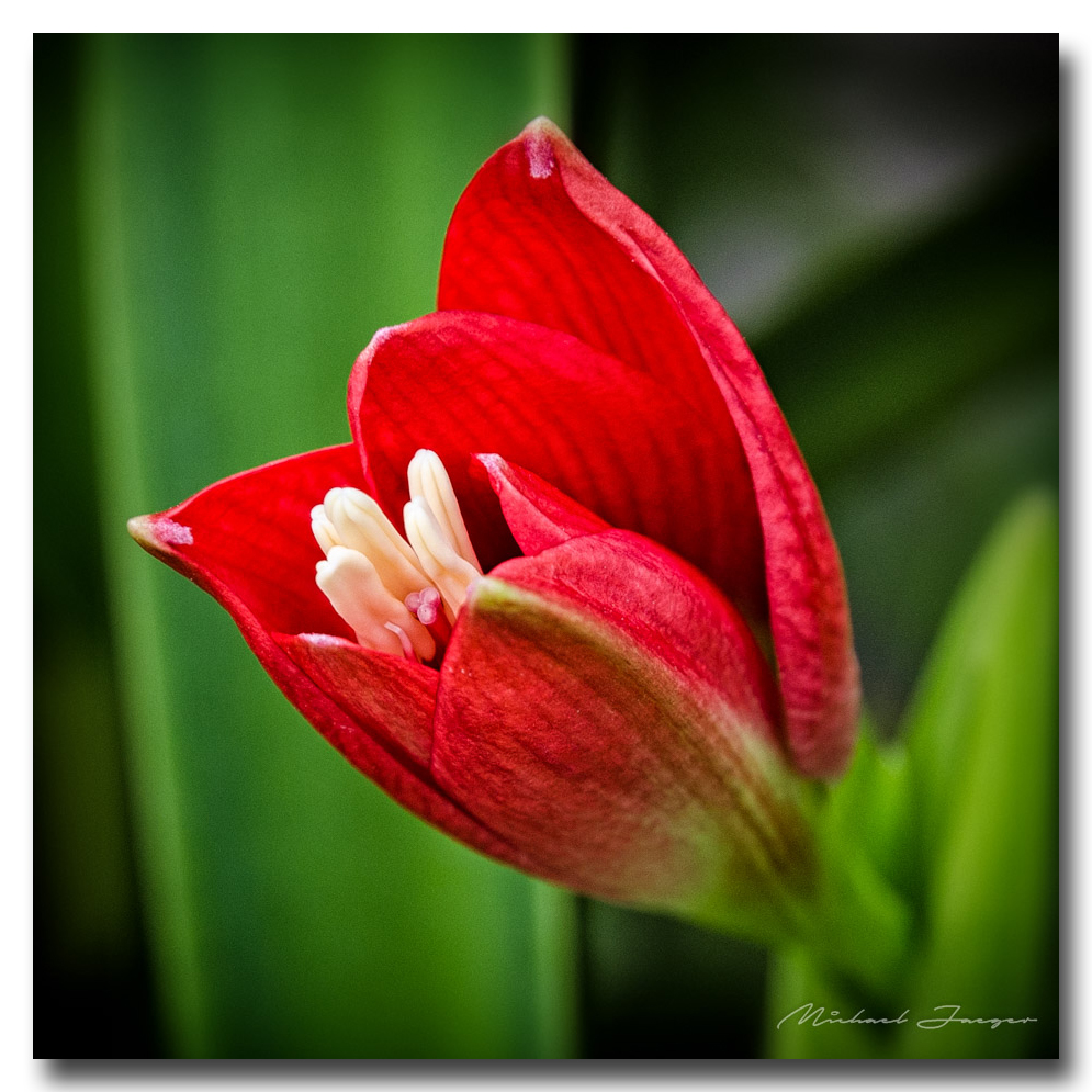 red-flower-mothers-day-ype.jpg