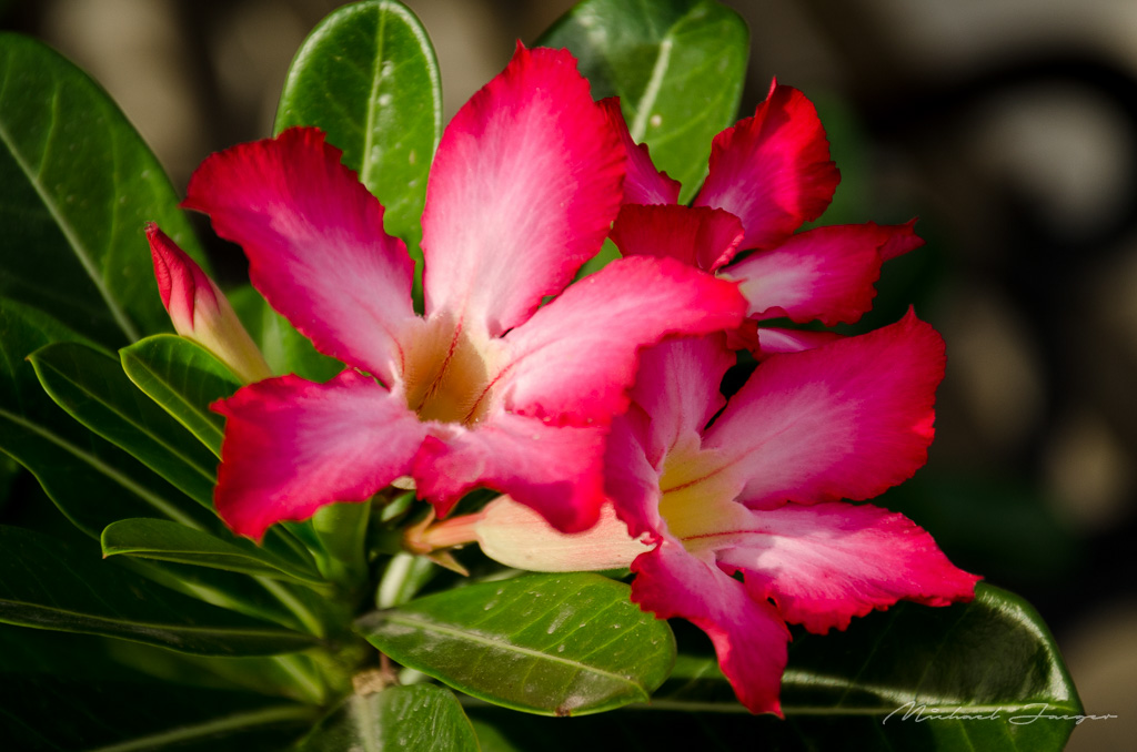 red-flower-neighbor-2.jpg
