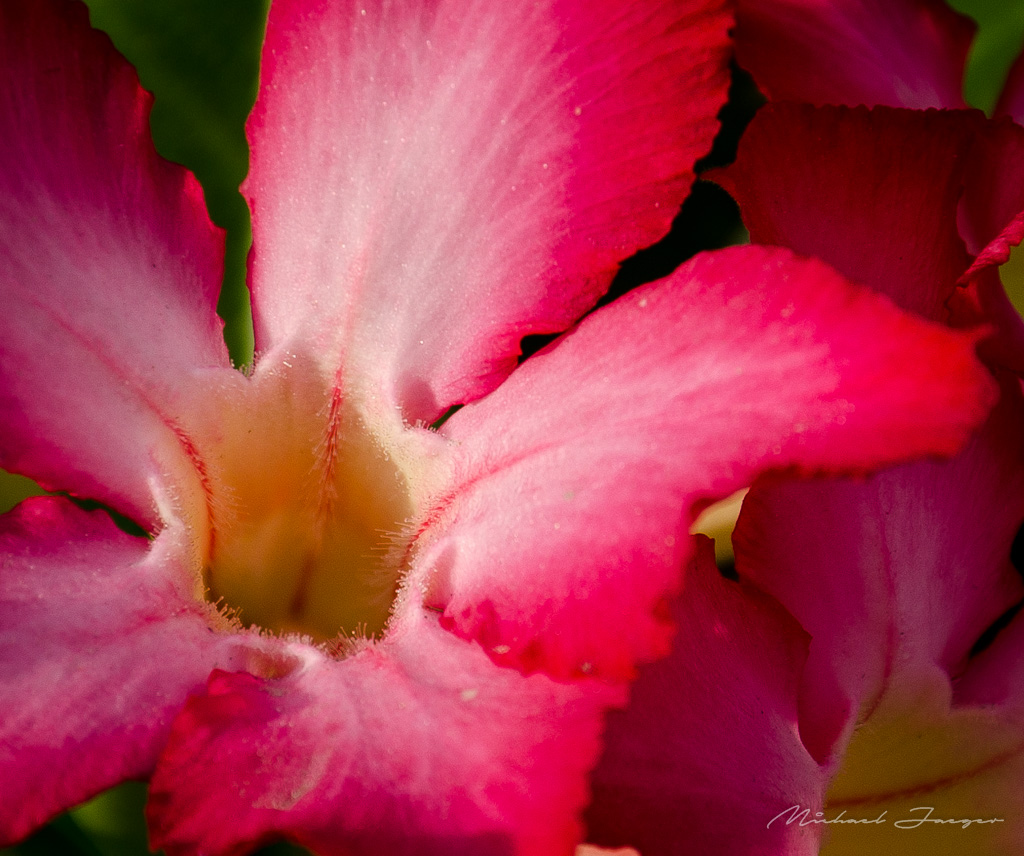 red-flower-neighbor-3.jpg