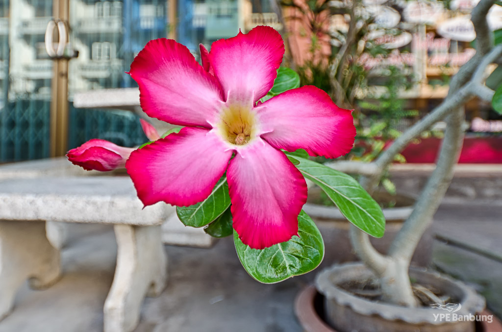 red-flower-sigma-1.jpg