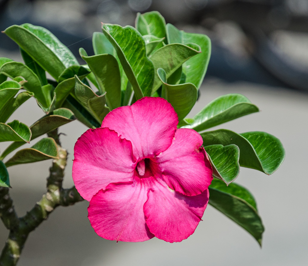 red-flower-ype-1.jpg