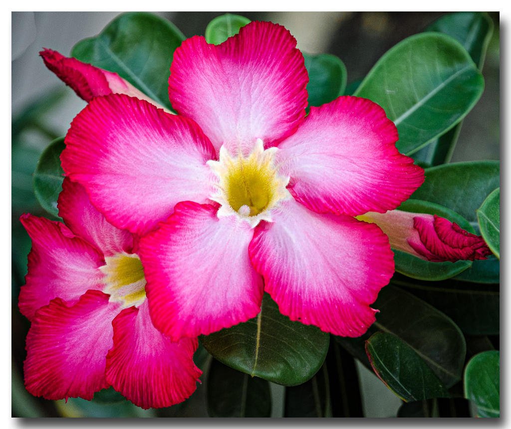 red-flower-ype-1.jpg
