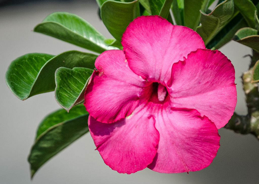 red-flower-ype-2.jpg