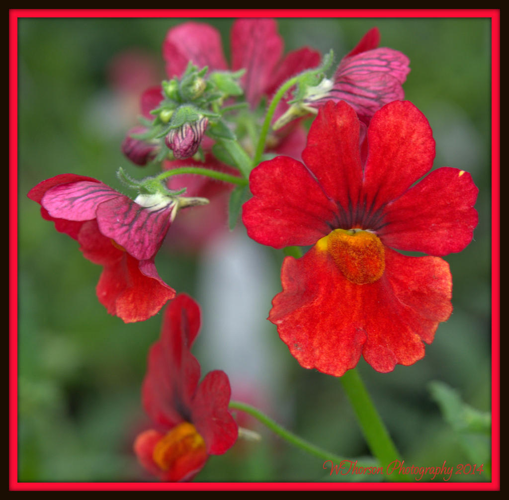 Red Flowers.jpg