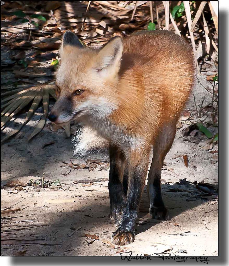 Red Fox 3.jpg