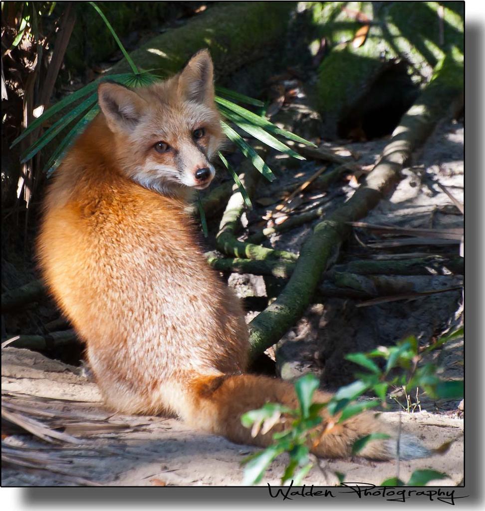 Red Fox 4.jpg