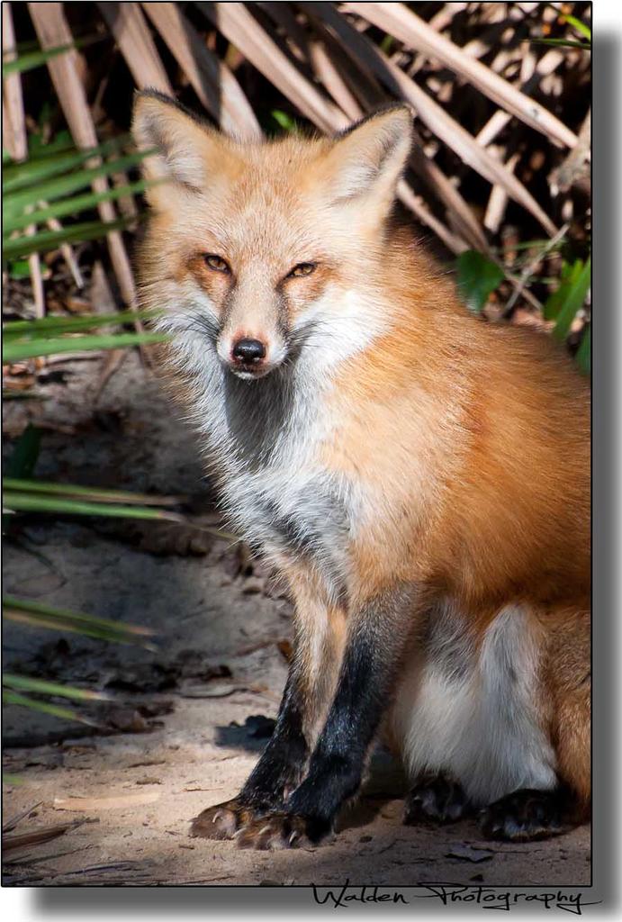 Red Fox 5.jpg