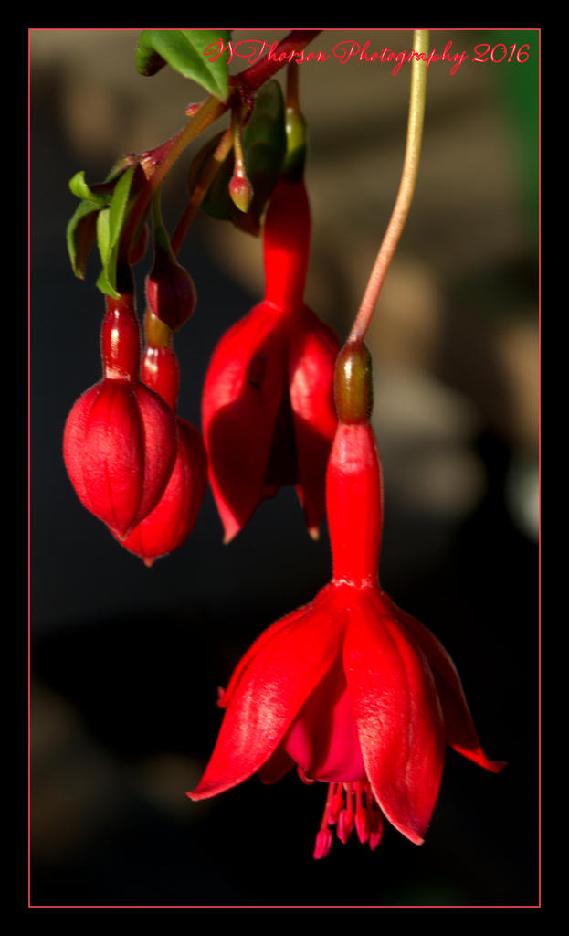 Red Fuchsia  5-22-2016.jpg