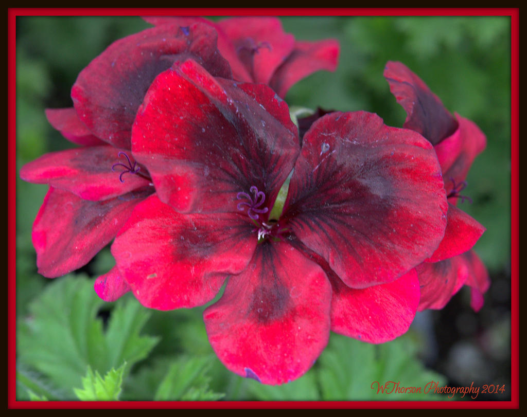 Red Geranium.jpg