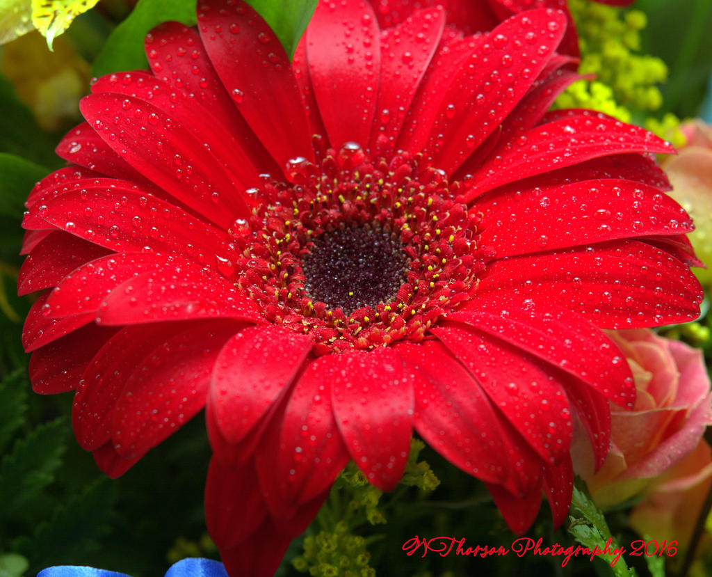 Red Gerbera 11-21-2016.jpg