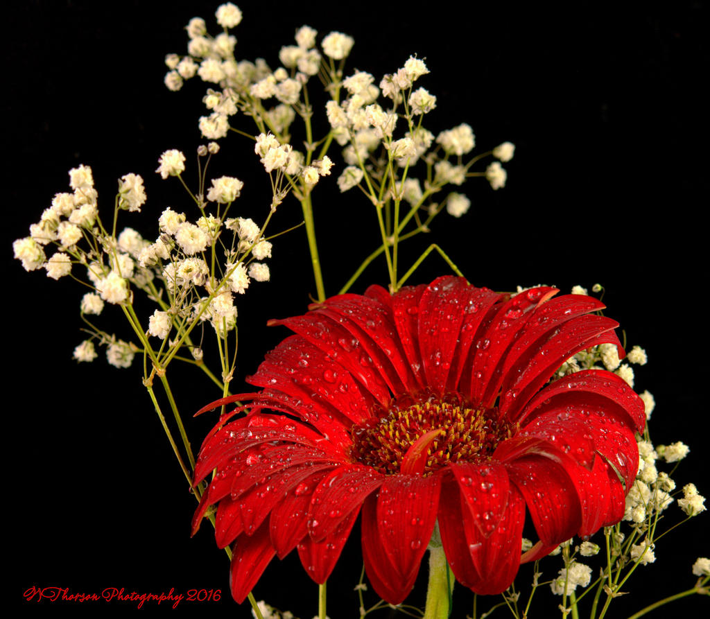 Red Gerbera 12-4-2016.jpg