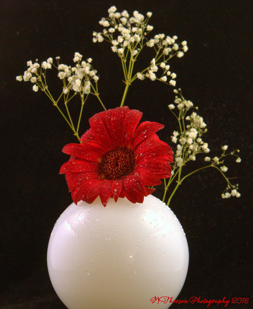 Red Gerbera and White Globe 12-4-2016.jpg